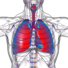 Lungs Human Respiratory System Anatomy For Medical Concept 3D Rendering