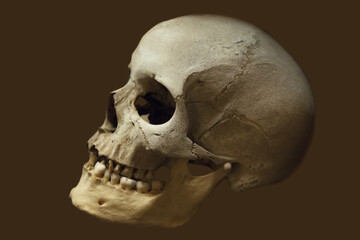 Obraz premium Old human skull of the sixteenth century