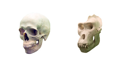 Human skull with a monkey skull compared.