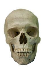 Old human skull of the sixteenth century