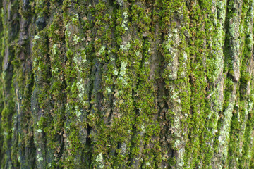 Mint green lichen and moss covering tree bark