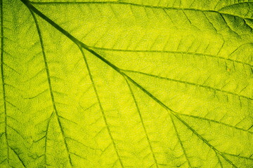 Naklejka na ściany i meble Vegetative background. Close up leaf texture
