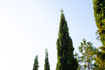 The tops of green trees against the blue sky