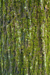 Moss and mint green lichen covering tree bark