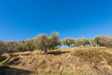 Terraced field with Olive Grove on the coastline of the Lake Garda (Lago di Garda) with clear blue sky on background, Garda town, Verona Province, Veneto, Italy, southern Europe.