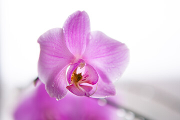 Pink orchid flower close up