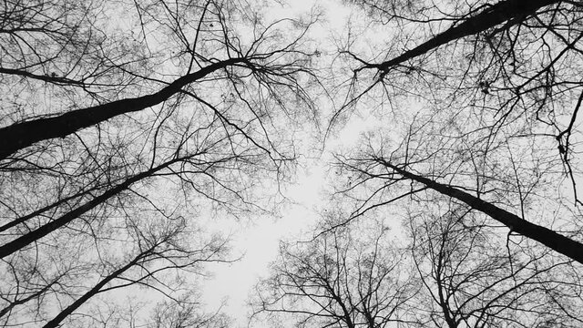 Landscape of leafless trees at a cloudy winter day at snowfall filmed from below and in slow motion. Tops of tall plants on grey sky background. Forest view at cold weather. Concept of the environment