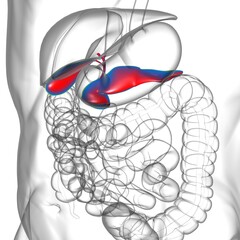 pancreas Human Digestive System Anatomy For Medical Concept 3D