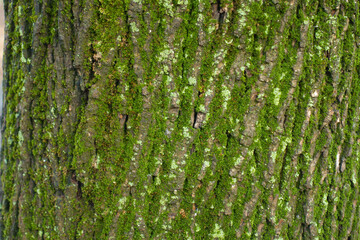 Surface of tree bark covered with moss and mint green lichen