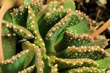 Aloinopsis Malherbei succulent plant in the garden