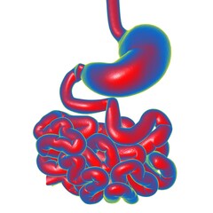 Obraz premium Stomach Anatomy Human Digestive System For Medical Concept 3D Rendering