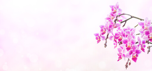Obraz na płótnie Canvas Beautiful floral background. Pink phalaenopsis orchids on a light violet background