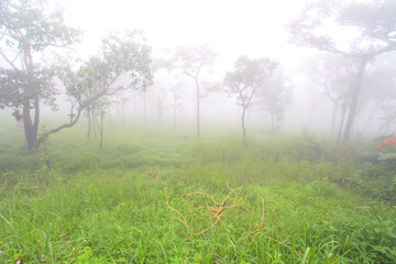 Krachiew flowers on a foggy day in Pa Hin Ngam National Park in Thailand