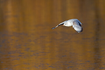 An adult Black headed gull in winter plumage in flight