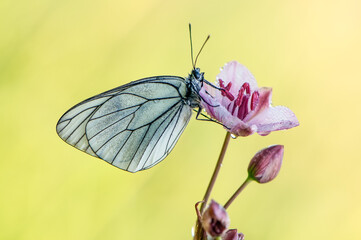 Aporia crataegi butterfly on a  wild flower early in the morning waiting for the first rays of the sun