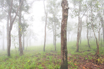 Krachiew flowers on a foggy day in Pa Hin Ngam National Park in Thailand