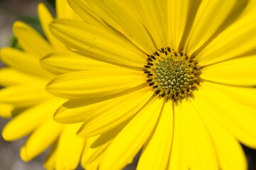 Yellow flower. Vibrant colors.