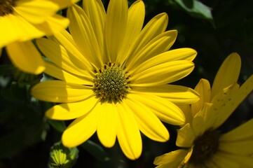 Yellow flower. Vibrant colors.