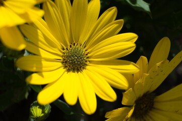 Yellow flower. Vibrant colors.