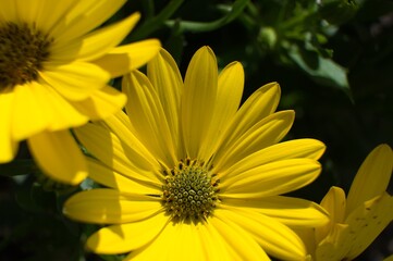 Yellow flower. Vibrant colors.