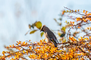The Bohemian waxwing (Bombycilla garrulus)