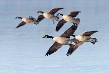 A flock of Canadian geese (Branta canadensis) in flight