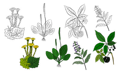 A set of medicinal herbs and plants. Collection of hand drawn flowers and herbs. Botanical plant illustration. Vintage medicinal herbs sketch. 
