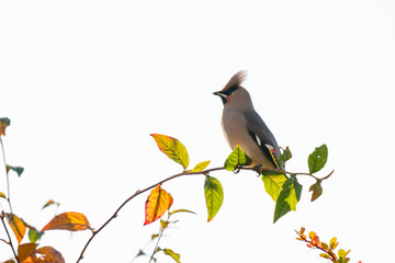 The Bohemian waxwing (Bombycilla garrulus)