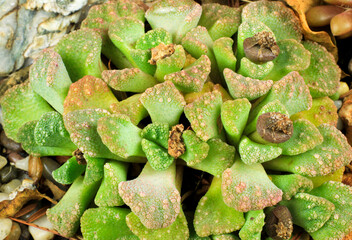 Titanopsis calcarea succulent plant in the garden