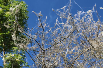 Baum befallen vom Seidenspinner oder Maulbeerspinner (Bombyx mori) - Befall, Bäume, Wald,...