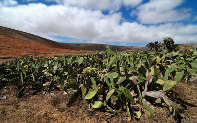 Cactus field on a cloudy sky