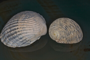 Muscheln