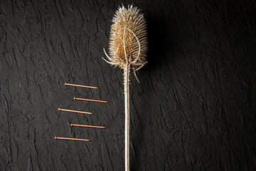 a thistle and thin nails on black background