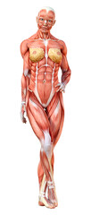 3D Rendering Female Anatomy Figure on White