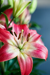 Beautiful dark pink and white Asiatic Lilies (Oriental Lily), Lilium Hybrid. Selective focus with a...