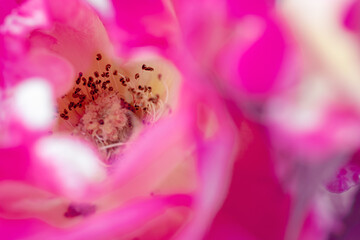 Fototapeta na wymiar macro photography of a pink rose