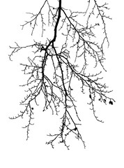 Natural tree branches silhouette on a white background 
