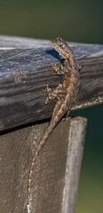 male eastern fence lizard (Sceloporus undulatus) on aged wood looking at camera, blue belly slightly showing, 
