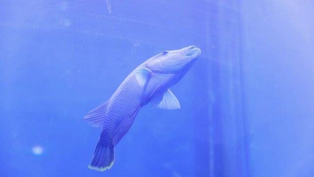 exotic fish Humphead wrasse, Cheilinus undulatus swims in a large aquarium