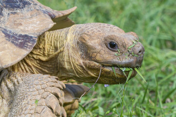 African spurred tortoise (Geochelone sulcata) grumpy face, looking at camera, grass particles on face, sunlight, close up, macro image, scale detail