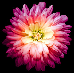 Red-pink  chrysanthemum.  Flower on black isolated background with clipping path.  For design.  Closeup.  Nature.