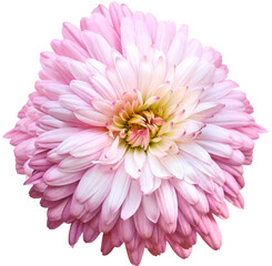 Pink  chrysanthemum.  Flower on white  isolated background with clipping path.  For design.  Closeup.  Nature.