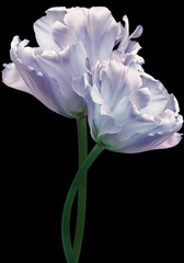 Light purple  tulips. Flowers on  black isolated background with clipping path.  Closeup.  no shadows.  Buds of a tulips on a green stalk.  Nature.