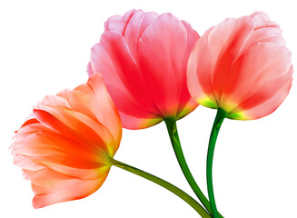 Fototapeta premium set flowers tulips on a white isolated background with clipping path. Close-up. Flowers on the stem. Nature.