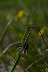 Blue spring flower in nature, close up flower head