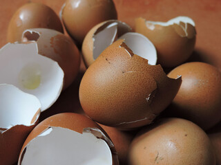 Chicken eggshell shards with white and terracotta background 