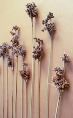 Natural Dried Pampas Grass on tan BACKGROUND.