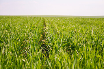Obraz premium Young crop of sprouted wheat with morning dew on the open ground in the sunny spring morning in Ukraine