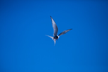 seagull flying in the sky