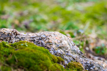Natural granite stone covered with green moss. Closeup